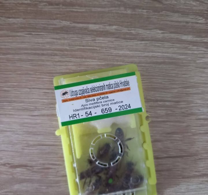 I ove smo godine obnovili ili zamijenili genetski materijal na našim pčelinjacima. Uveli smo…