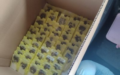 I ove smo godine nabavili matice. Nove selekcionirane matice znače bolje pčelinje zajednice…